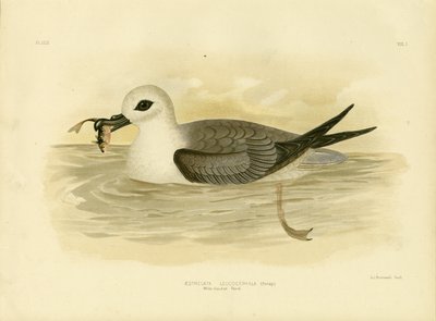 White-Headed Petrel by Gracius Broinowski
